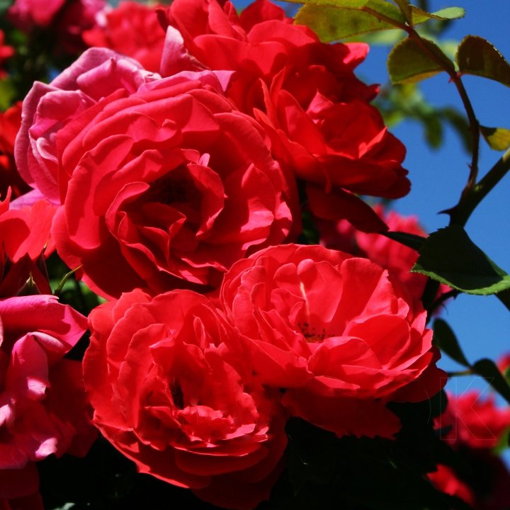 Роза плетистая Красный Маяк С2 - купить саженцы